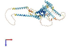 AlphaFold protein structure predicition of Human Recombinant RUNDC1 Protein, UniprotID Q96C34