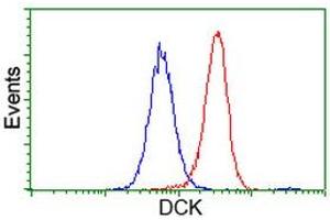 Image no. 5 for anti-Deoxycytidine Kinase (DCK) antibody (ABIN1497773)