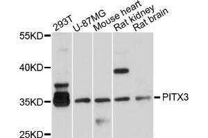 Western blot analysis of extracts of various cell lines, using PITX3 antibody (ABIN5998526) at 1/1000 dilution. (PITX3 anticorps)