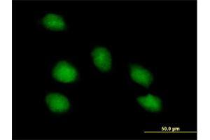 Immunofluorescence of purified MaxPab antibody to PNMA1 on HeLa cell. (PNMA1 anticorps  (AA 1-353))