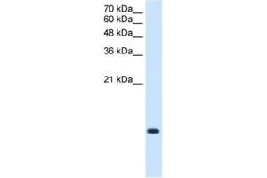 Western Blotting (WB) image for anti-BRICK1, SCAR/WAVE Actin-Nucleating Complex Subunit (BRK1) antibody (ABIN2463416) (BRK1 anticorps)