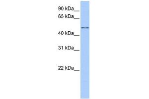 CCT8L2 antibody used at 1 ug/ml to detect target protein. (CCT8L2 anticorps)