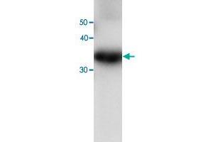Western blot analysis of recombinant PRDX6 protein with PRDX6 monoclonal antibody, clone 36  at 1:1000 dilution. (Peroxiredoxin 6 anticorps)