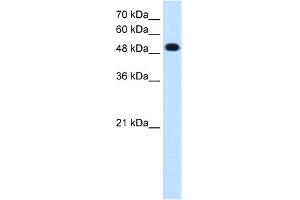 WB Suggested Anti-PTPRR Antibody Titration:  0.