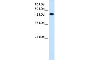 WB Suggested Anti-PTPRR Antibody Titration:  0. (PTPRR anticorps  (C-Term))