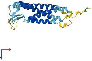 AlphaFold protein structure predicition of Mouse Recombinant Perp Protein, UniprotID Q9JK95
