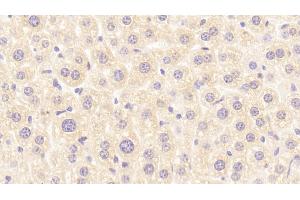 Detection of RBP2 in Mouse Liver Tissue using Polyclonal Antibody to Retinol Binding Protein 2, Cellular (RBP2) (RBP2 anticorps  (AA 1-134))
