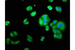 Immunofluorescence staining of HepG2 cells with ABIN7142087 at 1:333, counter-stained with DAPI.