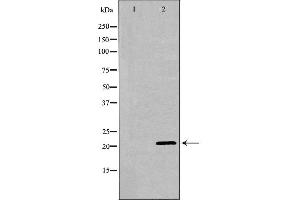 Western blot analysis of testis  using PEBP1 antibody. (PEBP1 anticorps  (C-Term))