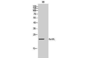 Western Blotting (WB) image for anti-Tumor Necrosis Factor (Ligand) Superfamily, Member 4 (TNFSF4) (Internal Region) antibody (ABIN6283257)