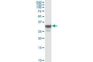 OR8B8 MaxPab polyclonal antibody.