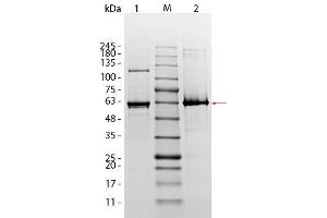 SDS-PAGE of AKT1 (phosphatase treated) Human Recombinant Protein. (AKT1 Protéine)