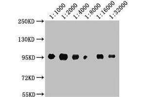 Western Blot Positive WB detected in: A549 whole cell lysate All lanes: CD44 antibody at 1:1000, 1:2000, 1:4000, 1:8000, 1:16000, 1:32000 Secondary Goat polyclonal to Mouse IgG at 1/10000 dilution Predicted band size: 82, 4, 78, 77, 81, 79, 75, 54,47, 40, 44, 33, 74, 76, 38, 16 kDa Observed band size: 95 kDa