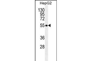 MFS10 Antibody (Center) (ABIN655293 and ABIN2844882) western blot analysis in HepG2 cell line lysates (35 μg/lane). (MFS10 anticorps  (AA 245-274))