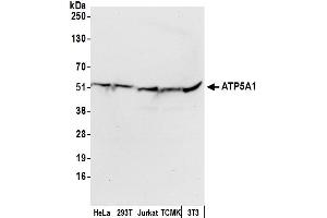 Western Blotting (WB) image for anti-ATP Synthase, H+ Transporting, Mitochondrial F1 Complex, alpha Subunit 1, Cardiac Muscle (ATP5A1) (AA 175-225) antibody (ABIN7453915)