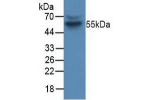 Figure. (Cyclin B1 anticorps  (AA 239-433))