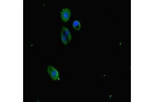 Immunofluorescence staining of HepG2 cells with ABIN7163811 at 1:333, counter-stained with DAPI.