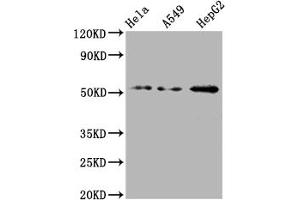 Western Blot Positive WB detected in: Hela whole cell lysate, A549 whole cell lysate, HepG2 whole cell lysate All lanes: CD47 antibody at 1:2000 Secondary Goat polyclonal to rabbit IgG at 1/50000 dilution Predicted band size: 36, 32, 34 kDa Observed band size: 55 kDa