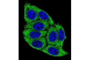 Confocal immunofluorescent analysis of PLD5 Antibody (C-term) (ABIN655545 and ABIN2845054) with 293 cell followed by Alexa Fluor? (PLD5 anticorps  (C-Term))