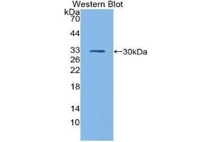 Western Blotting (WB) image for anti-GATA Binding Protein 1 (Globin Transcription Factor 1) (GATA1) (AA 20-265) antibody (ABIN1980404) (GATA1 anticorps  (AA 20-265))
