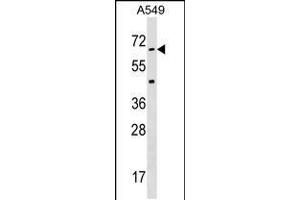 Western blot analysis in A549 cell line lysates (35ug/lane). (STK35 anticorps  (AA 374-404))