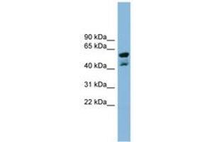 Image no. 1 for anti-Protein Phosphatase Methylesterase 1 (PPME1) (N-Term) antibody (ABIN6742049) (PPME1 anticorps  (N-Term))