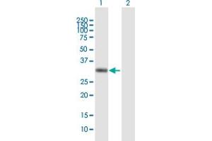 Western Blot analysis of AZGP1 expression in transfected 293T cell line by AZGP1 MaxPab polyclonal antibody.