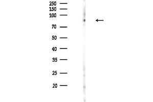 anti-Family with Sequence Similarity 129, Member B (FAM129B) antibody