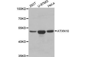 Western blot analysis of extracts of various cell lines, using ATXN10 antibody. (Ataxin 10 anticorps  (AA 346-475))
