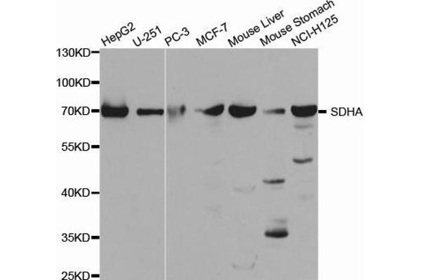 SDHA anticorps  (AA 385-664)