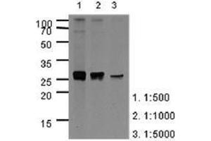 Image no. 1 for anti-Apolipoprotein A-I (APOA1) (AA 25-267) antibody (ABIN950461) (APOA1 anticorps  (AA 25-267))