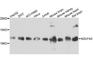 Western blot analysis of extracts of various cell lines, using NDUFA5 antibody. (NDUFA5 anticorps  (AA 1-116))