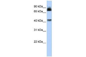 P2RX2 antibody used at 1 ug/ml to detect target protein. (P2RX2 anticorps  (N-Term))