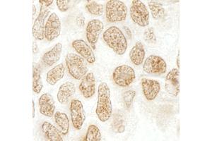 Immunohistochemistry (IHC) image for anti-Peptidylprolyl Isomerase G (Cyclophilin G) (PPIG) (AA 450-500) antibody (ABIN7448814) (PPIG anticorps  (AA 450-500))