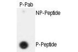 Image no. 2 for anti-Extra Spindle Poles Like 1 (ESPL1) (pSer1126) antibody (ABIN358223)