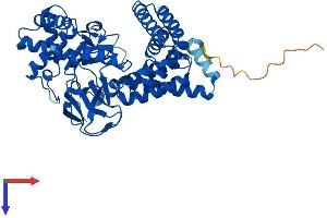 AlphaFold protein structure predicition of Mouse Recombinant Smyd1 Protein, UniprotID P97443