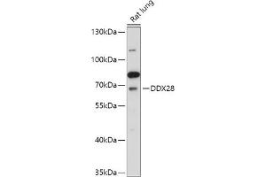 anti-DEAD (Asp-Glu-Ala-Asp) Box Polypeptide 28 (DDX28) (AA 371-540) antibody
