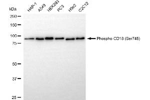 Western blotting analysis using phospho-CD18 (Ser745) antibody (ABIN7799069).