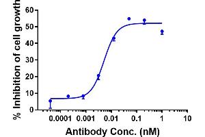 Anti-AXL / UFO Reference Antibody (tilvestamab) P-AKT Test was evaluated using U251 cell.