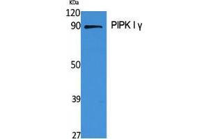 Western Blot (WB) analysis of specific cells using PIPK I gamma Polyclonal Antibody. (PIPK I gamma (Internal Region) anticorps)