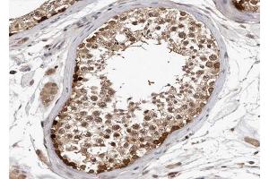 ABIN6267003 at 1/100 staining human Testis tissue sections by IHC-P. (HSP90AA1 anticorps  (C-Term))