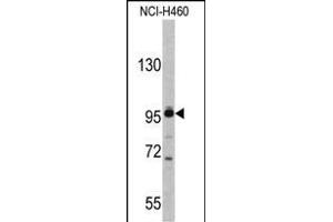 Western blot analysis of XPOT antibody (C-term) (ABIN391953 and ABIN2841751) in NCI- cell line lysates (35 μg/lane). (XPOT anticorps  (C-Term))