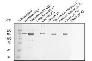 Western Blotting (WB) image for anti-Vitellogenin (VTG) antibody (ABIN123822) (Vitellogenin anticorps)