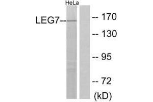 Western blot analysis of extracts from HeLa cells, using LEG7 antibody. (LGALS7 anticorps)
