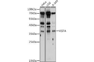Western blot analysis of extracts of various cell lines, using VISTA antibody (ABIN6132559, ABIN6137720, ABIN6137721 and ABIN6214664) at 1:1000 dilution. (VISTA anticorps  (AA 33-194))