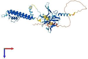 AlphaFold protein structure predicition of Human Recombinant KCNJ16 Protein, UniprotID Q9NPI9