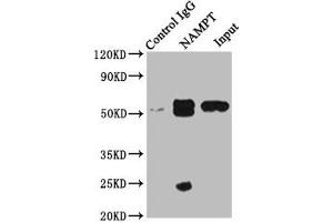 Immunoprecipitating NAMPT in MCF-7 whole cell lysate Lane 1: Rabbit control IgG instead of ABIN7161572 in MCF-7 whole cell lysate. (NAMPT anticorps  (AA 1-280))