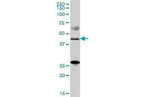 ZDHHC11 MaxPab polyclonal antibody. (ZDHHC11 anticorps  (AA 1-412))