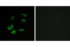 Peptide - +Immunofluorescence analysis of HepG2 cells, using Cyclosome 1 antibody.