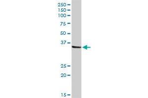 NMI MaxPab rabbit polyclonal antibody. (NMI anticorps  (AA 1-307))